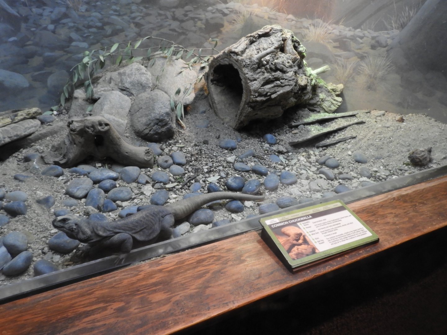 Common chuckwalla enclosure
