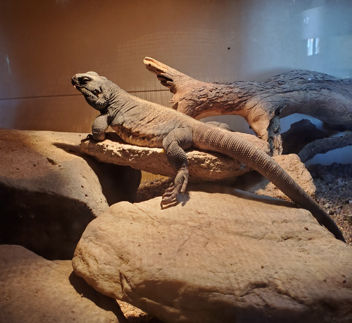 Common Chuckwalla - Goldfield Ghost Town & Mines (2020)
