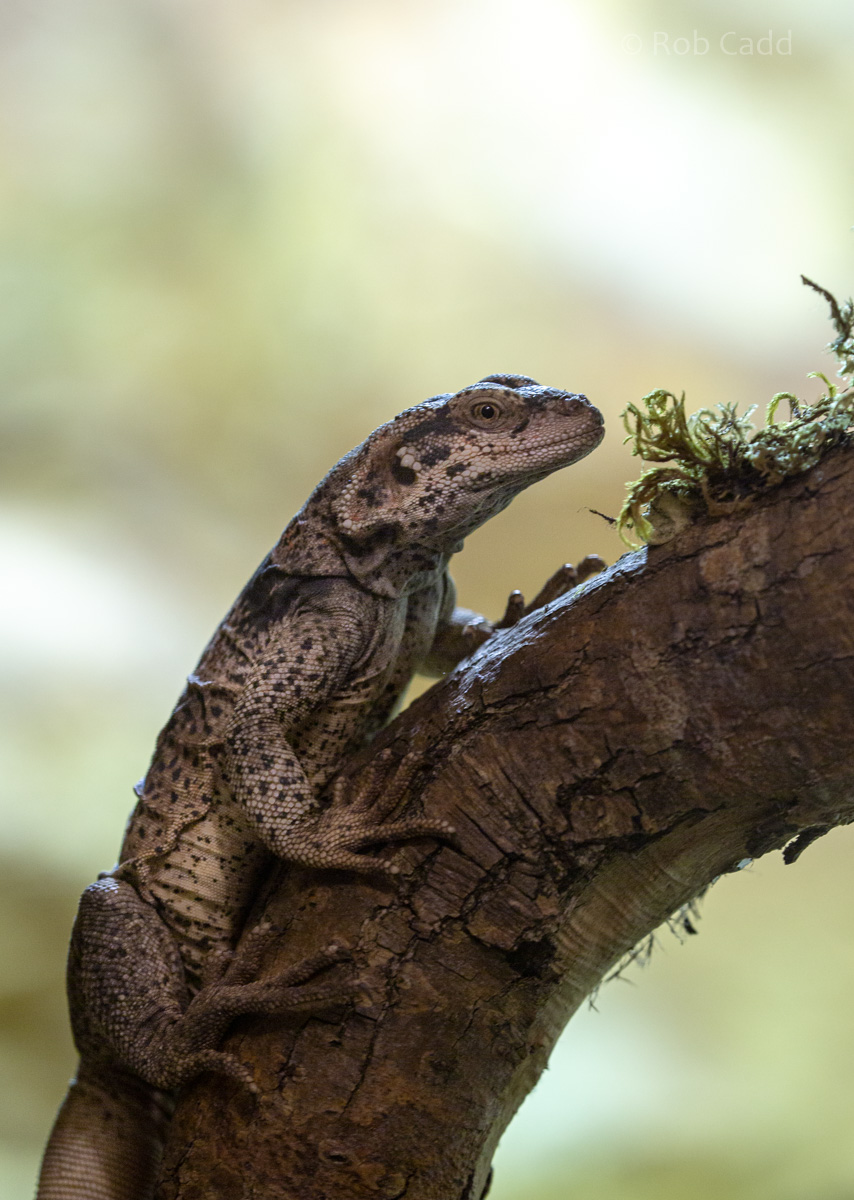 Common chuckwalla : Hamerton : 15 Sep 2019
