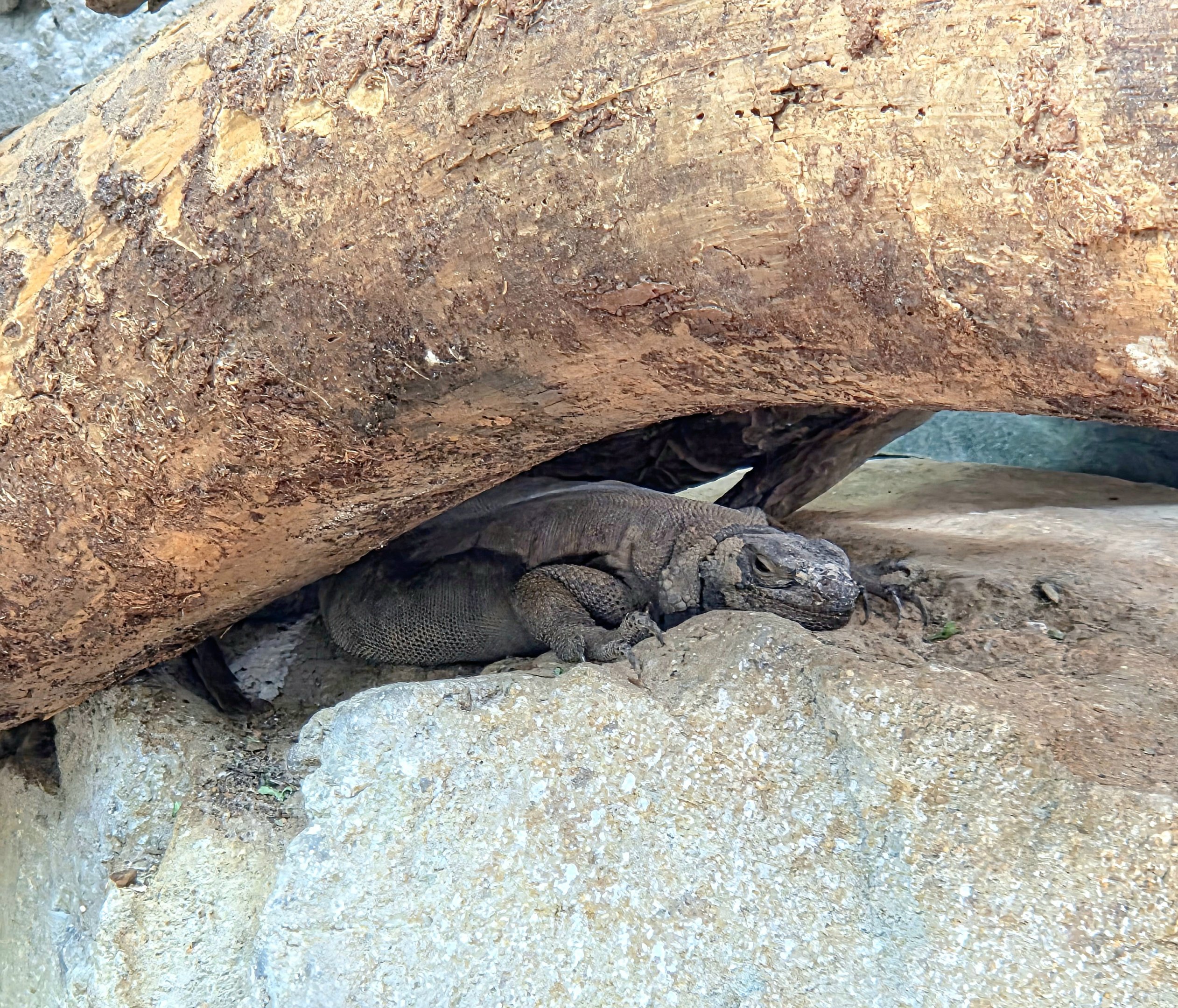 Common Chuckwalla  - Riverbanks Zoo