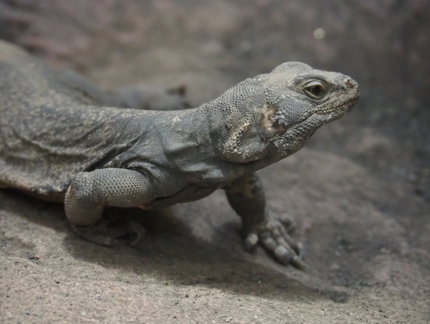 Common chuckwalla (Sauromalus ater), 2019-12-30