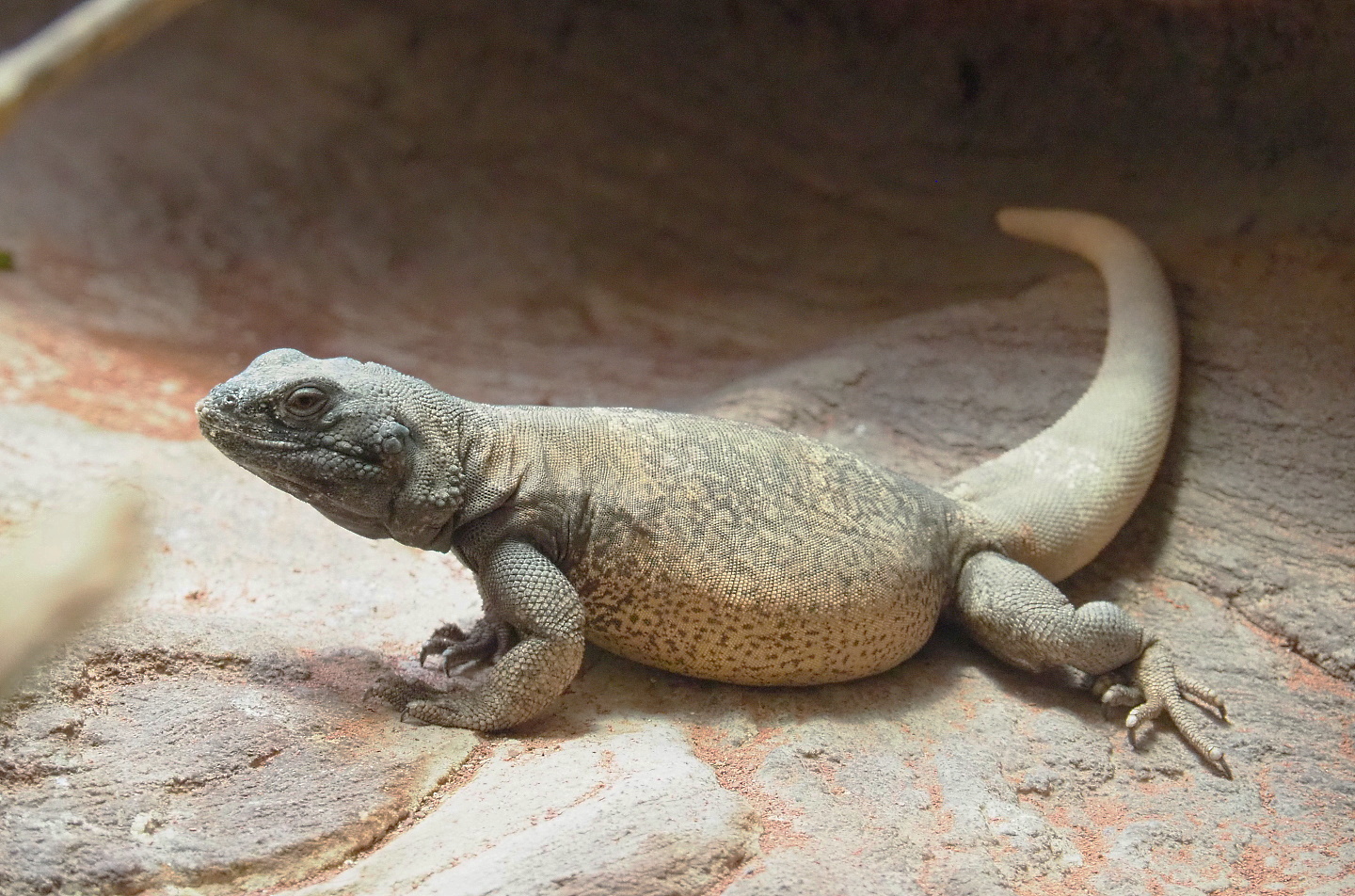 Common chuckwalla (Sauromalus ater), 2021-06-12