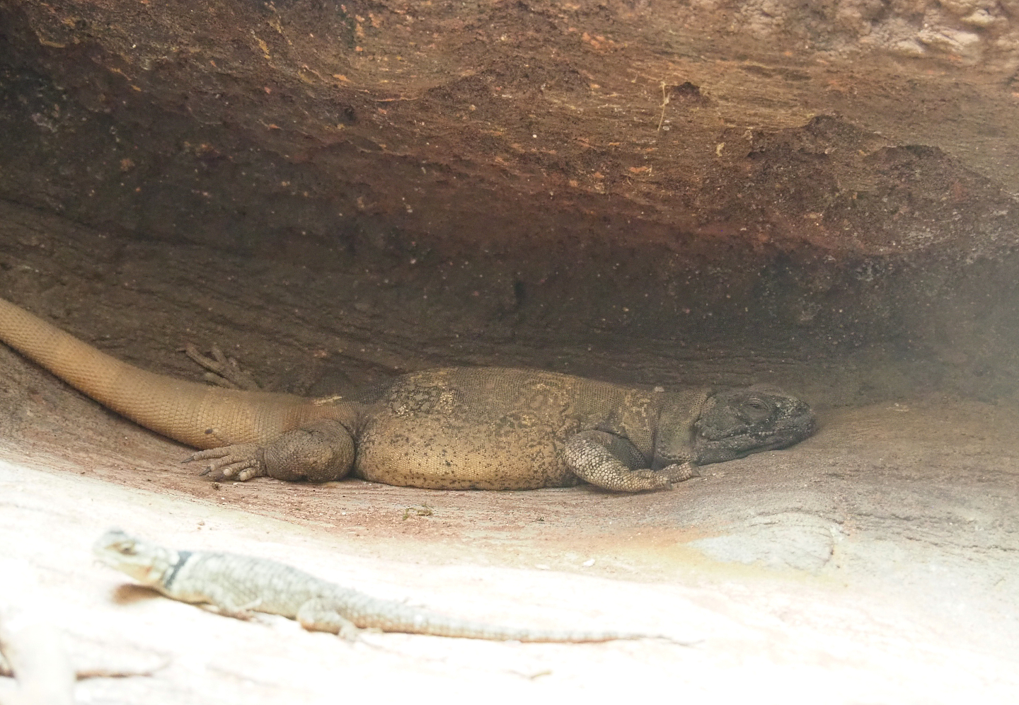 Common chuckwalla (Sauromalus ater), 2022-05-26