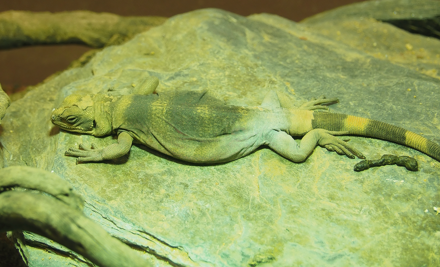 Common chuckwalla (Sauromalus ater), 2023-07-02