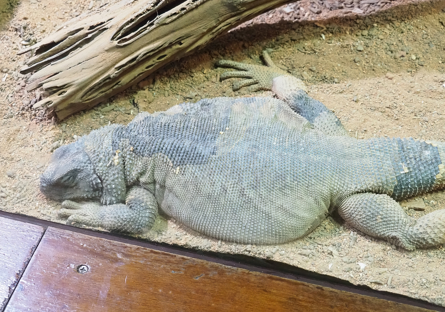 Common Chuckwalla (Sauromalus ater), 2023-09-24