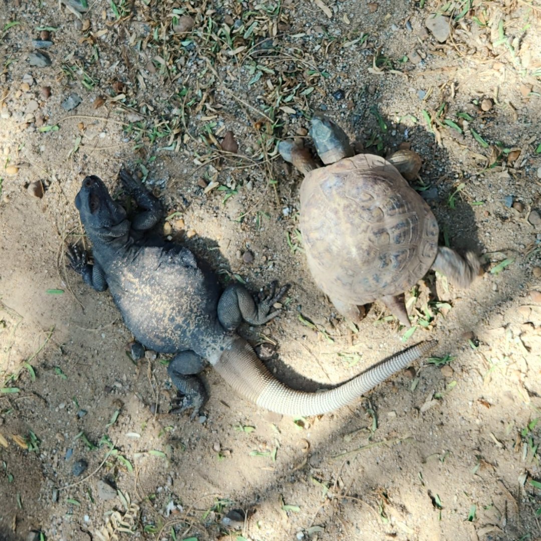Common Chuckwalla (Sauromalus ater) and Desert Box Turtle (Terrapene ornata luteola)