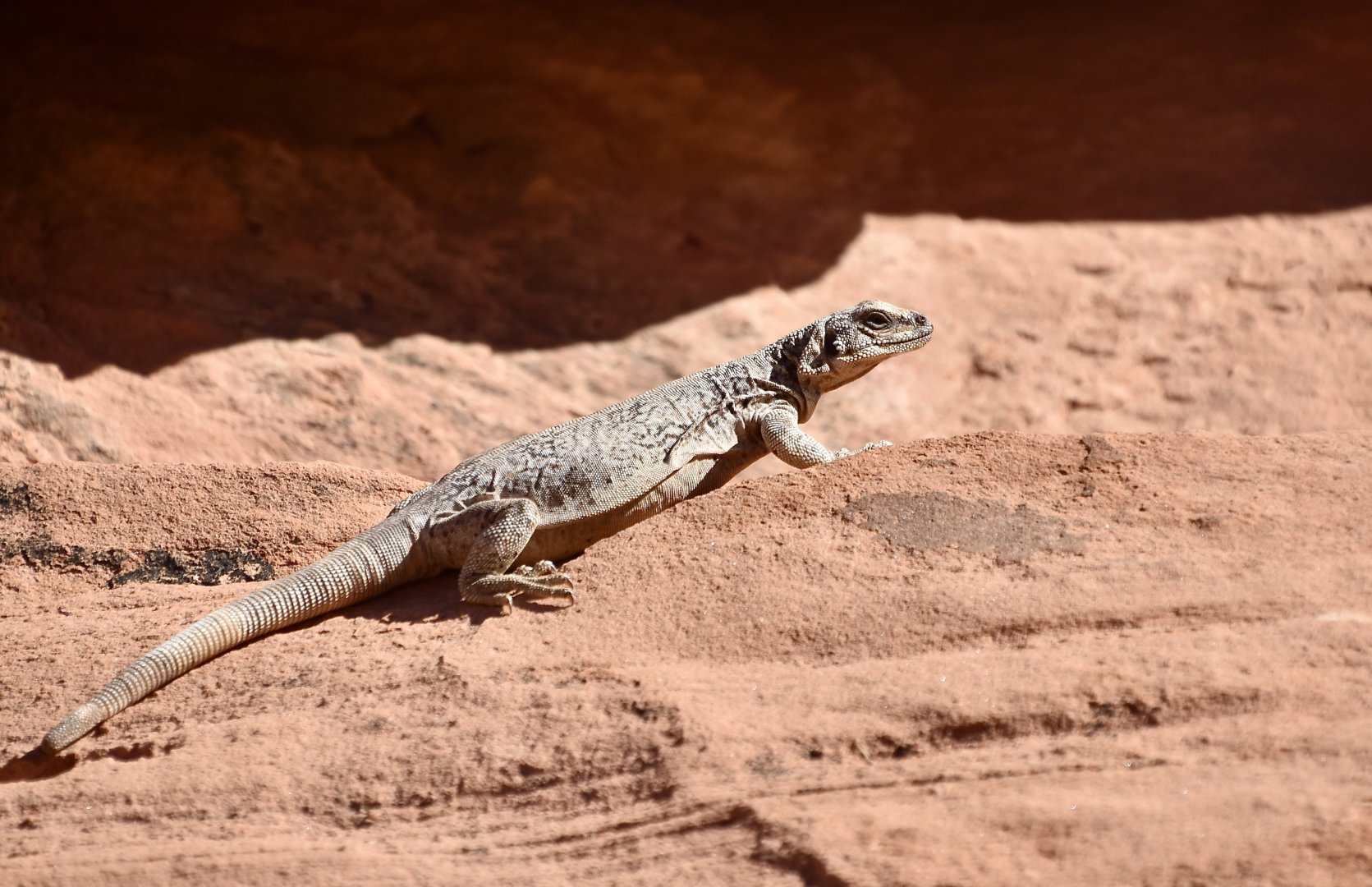 Common Chuckwalla (Sauromalus ater ater)