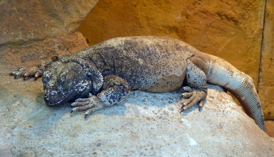 Common chuckwalla (Sauromalus ater)