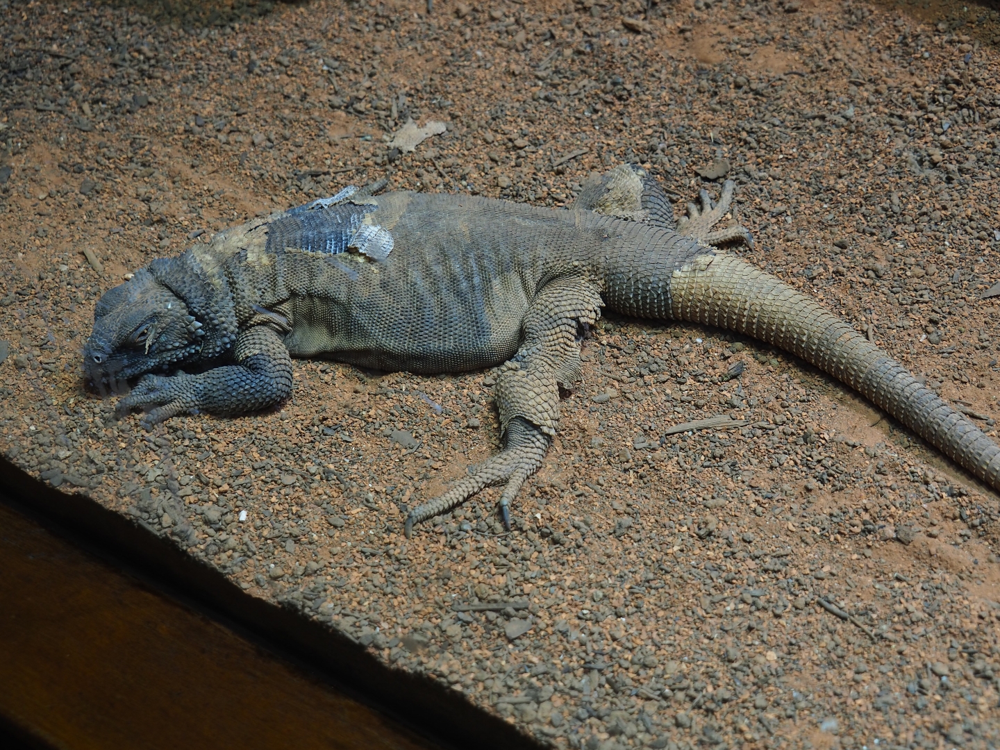 Common chuckwalla (Sauromalus ater)