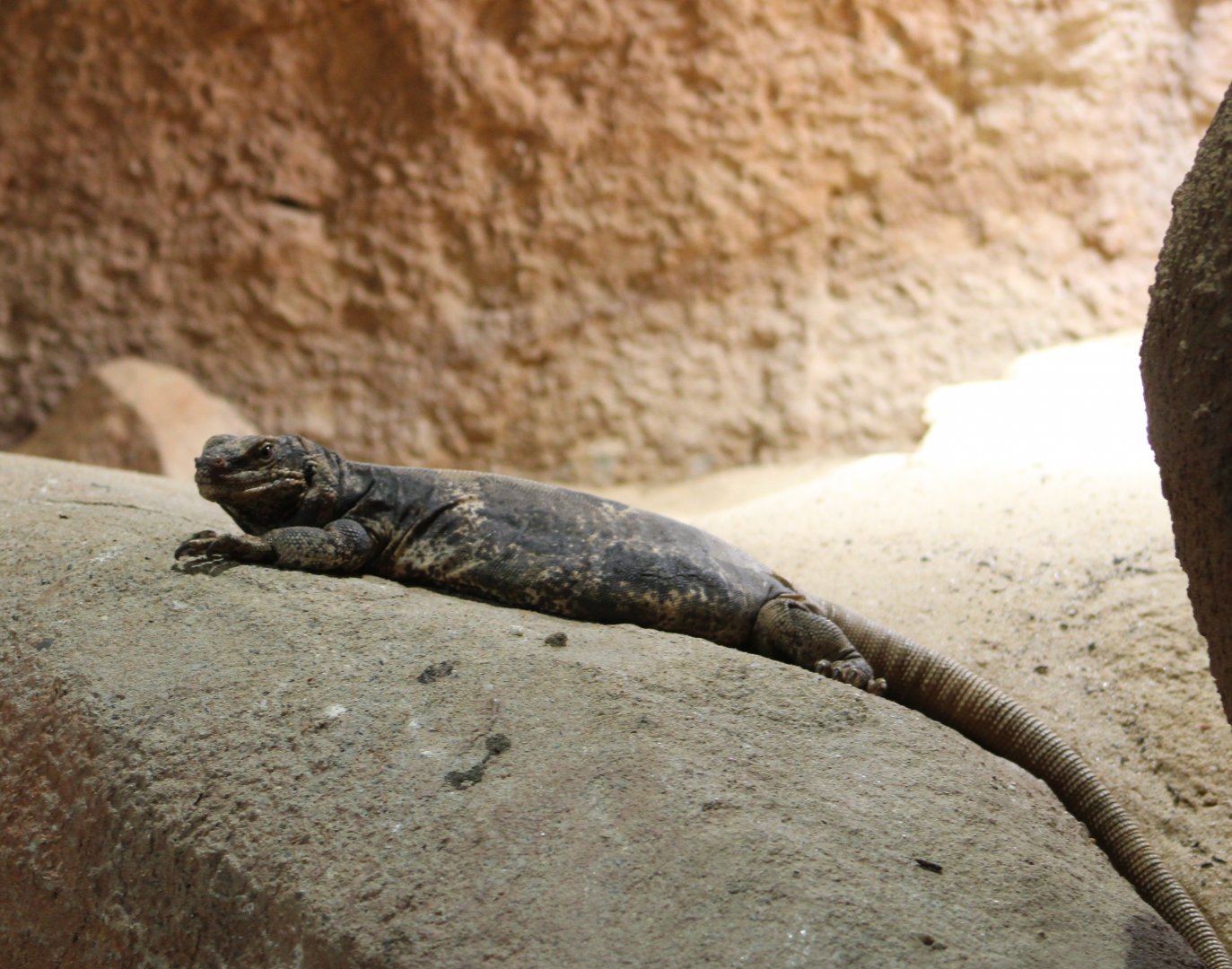 Common chuckwalla - Sauromalus ater