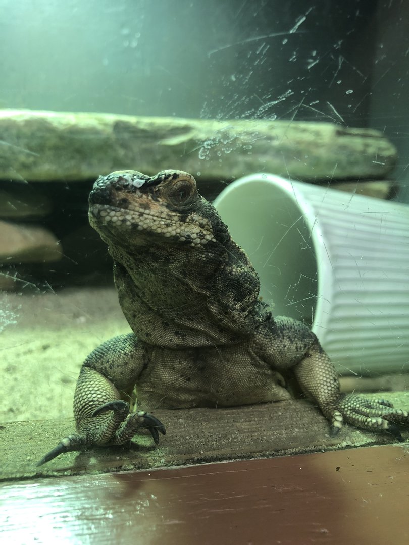 Common chuckwalla, Sauromalus ater