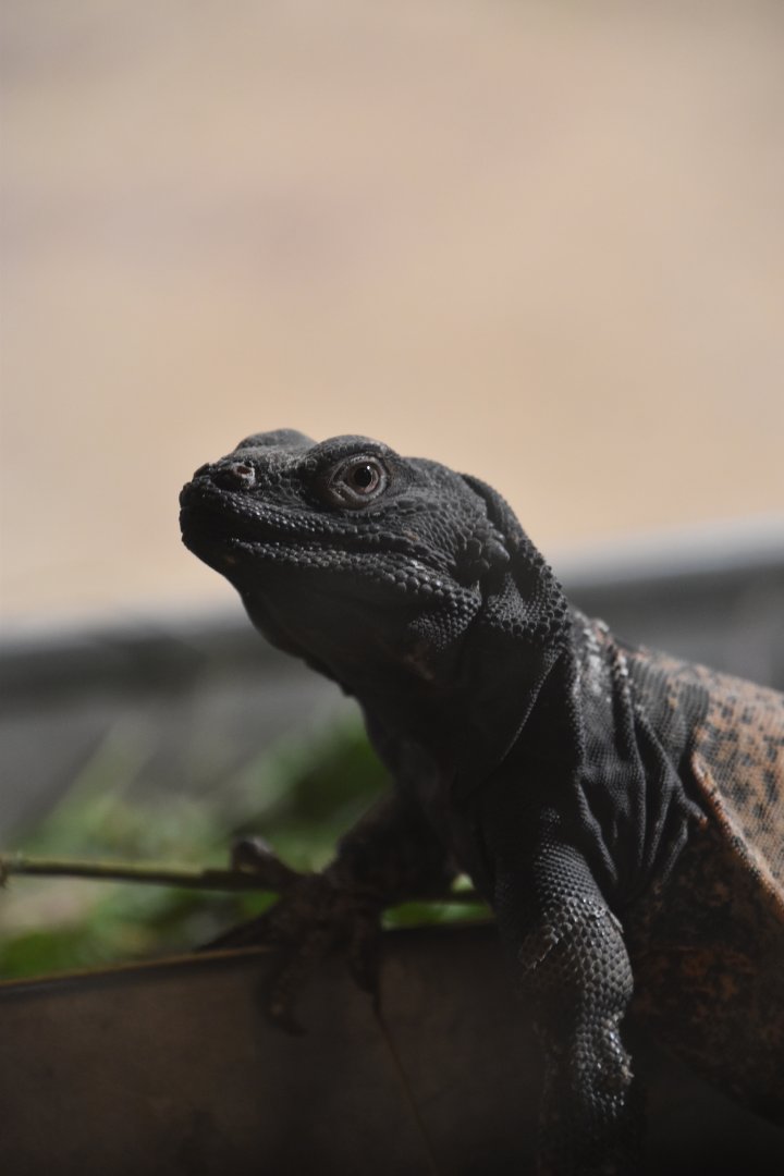 Common chuckwalla, Sauromalus ater