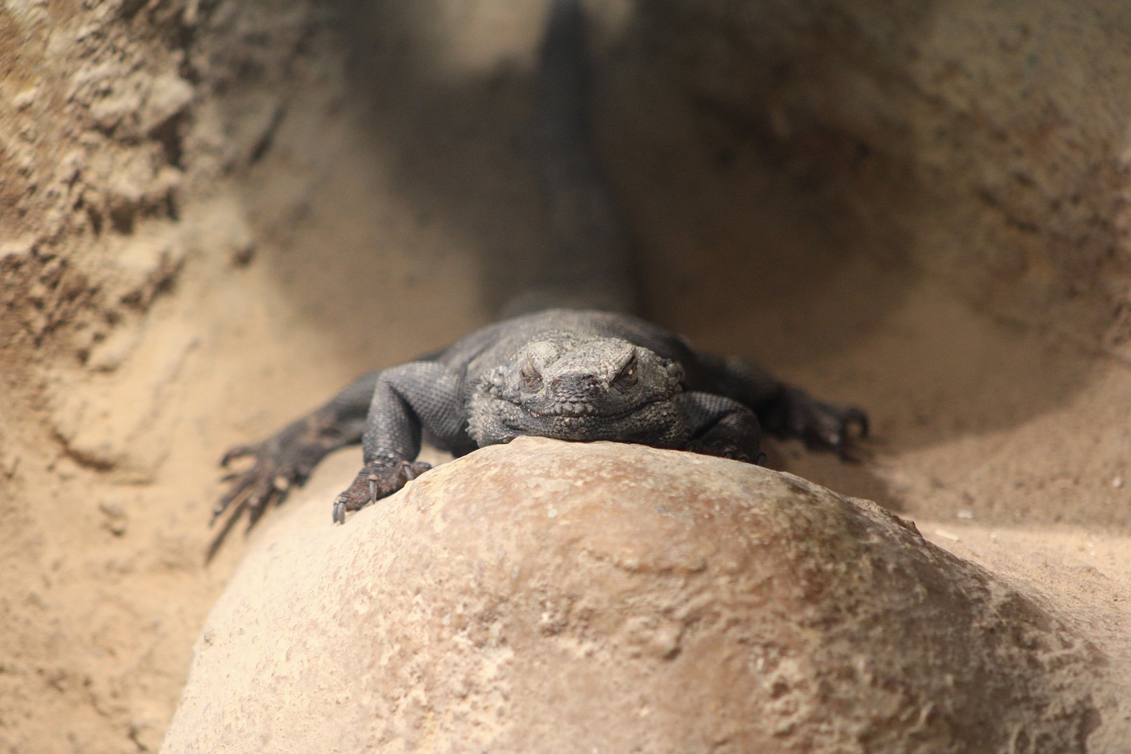 Common Chuckwalla (Sauromalus ater)