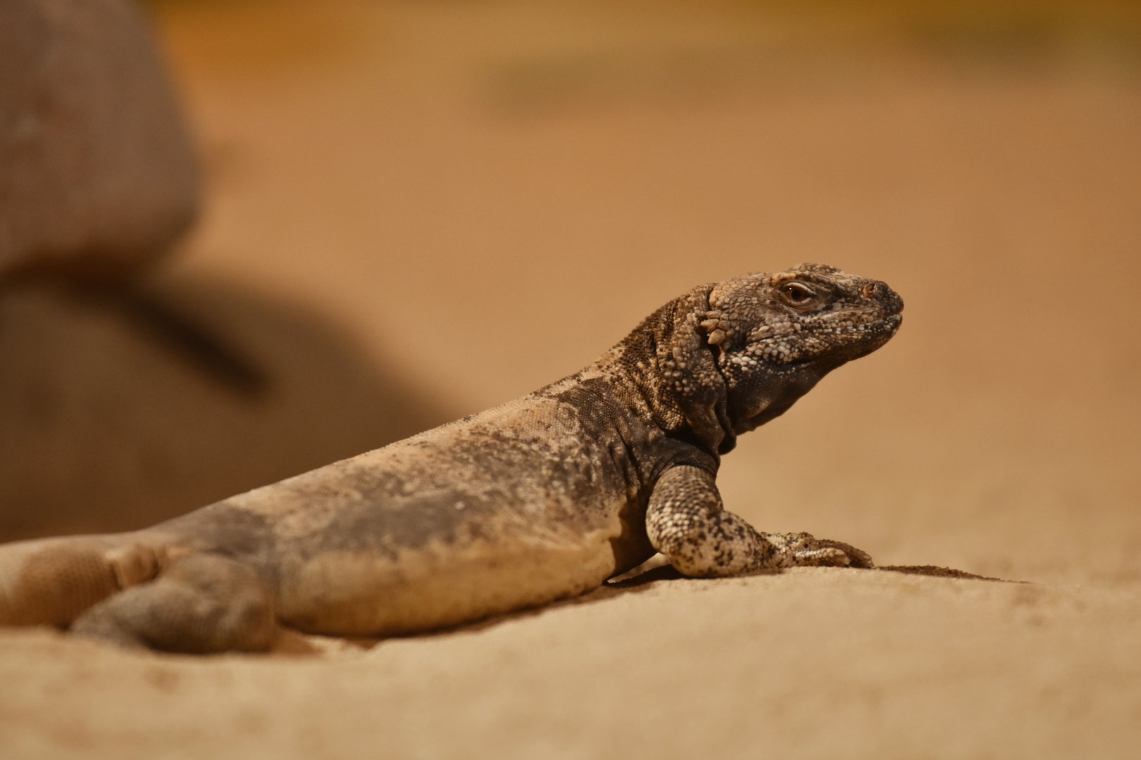 Common chuckwalla Sauromalus ater