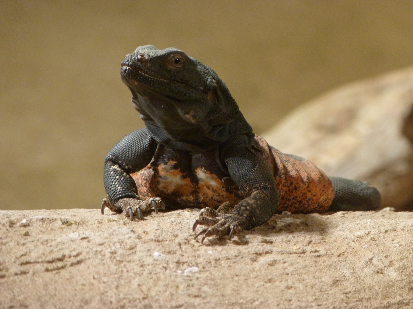 Common chuckwalla -Zoo Praha (2025)