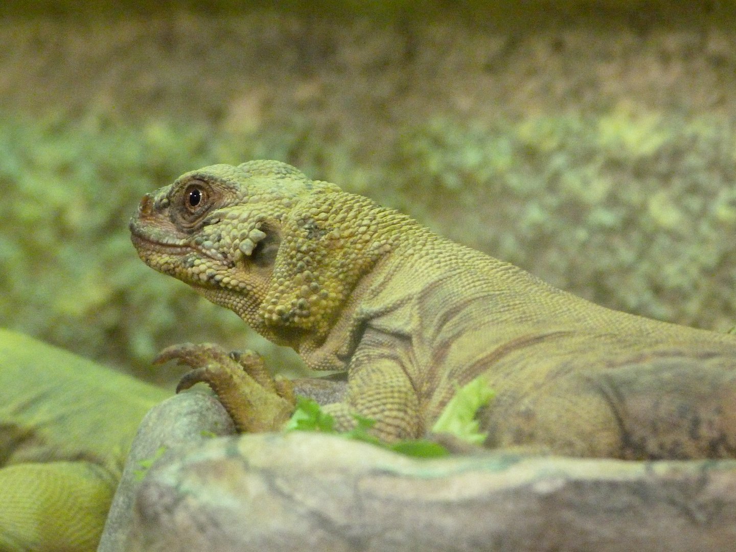 Common chuckwalla -ZooParc de Beauval (2025)