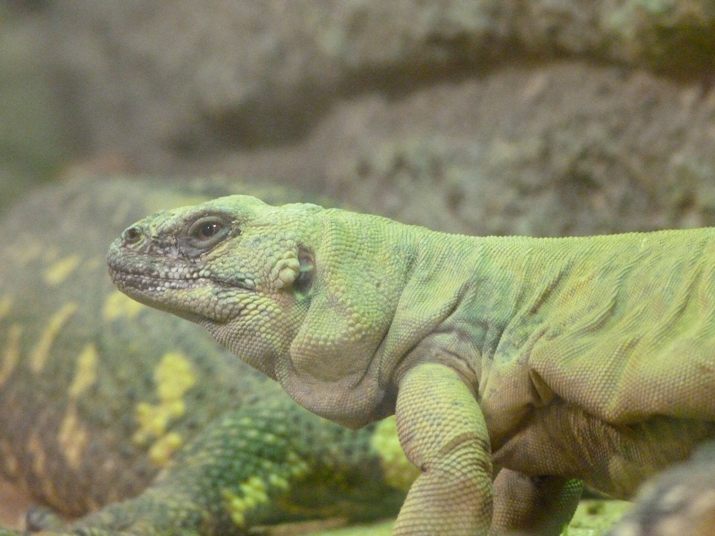 Common chuckwalla -ZooParc de Beauval (2025)