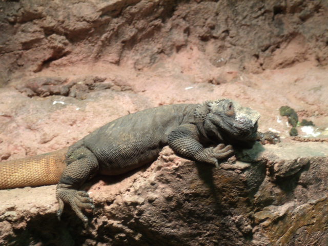 Common Chuckwalla