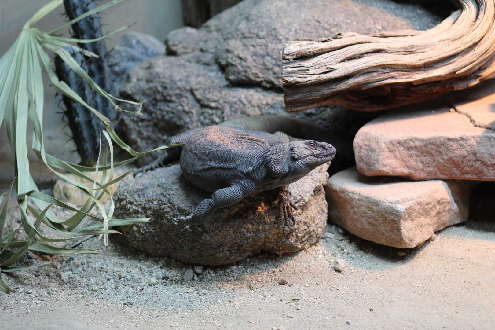 Common Chuckwalla