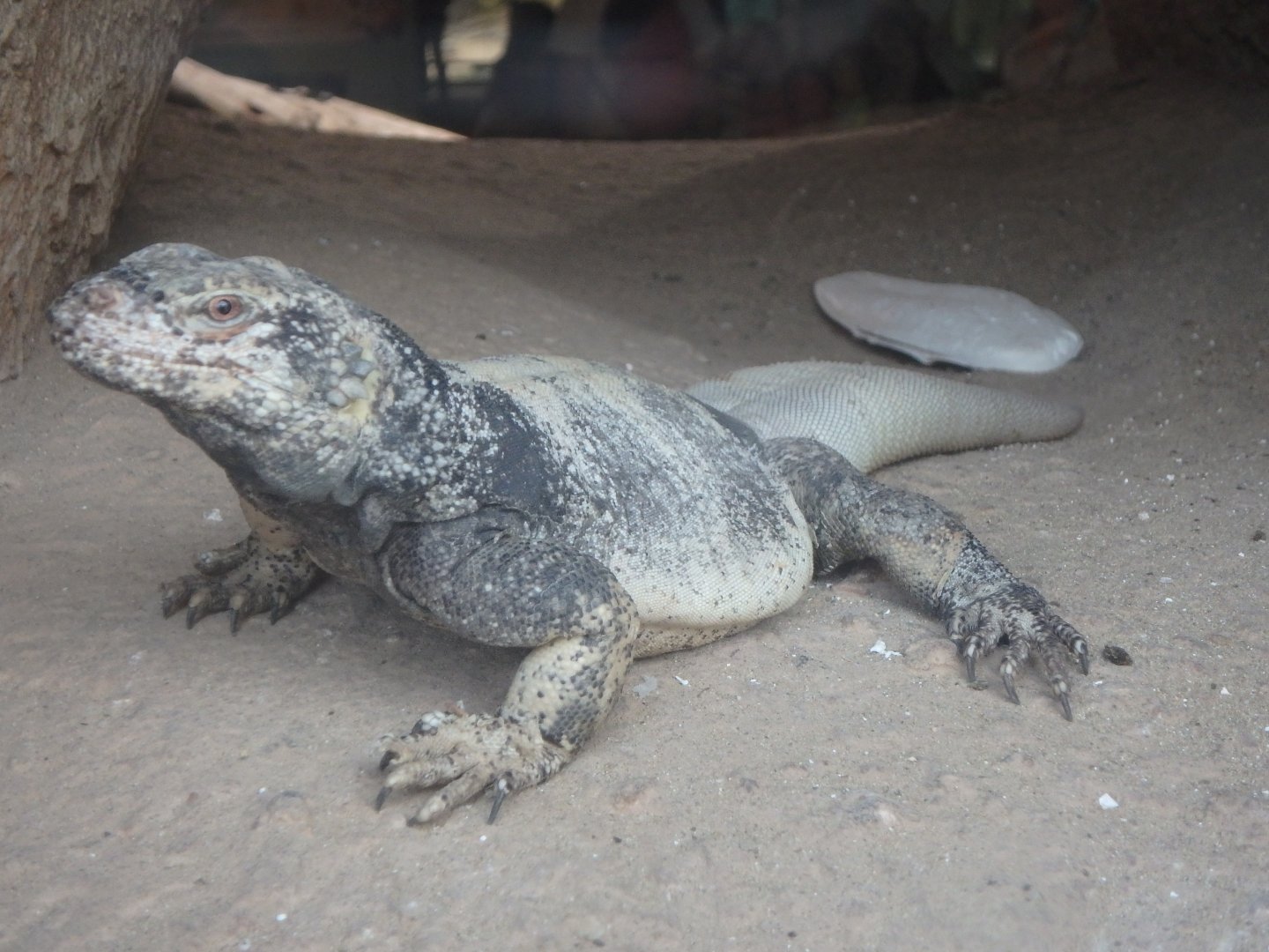 Common chuckwalla