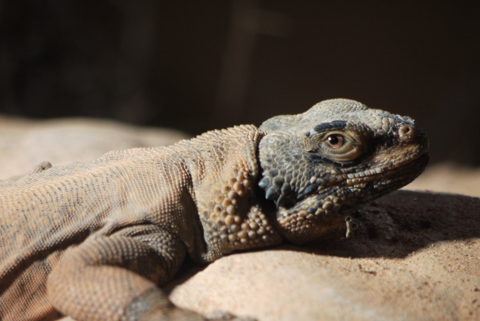 Common Chuckwalla