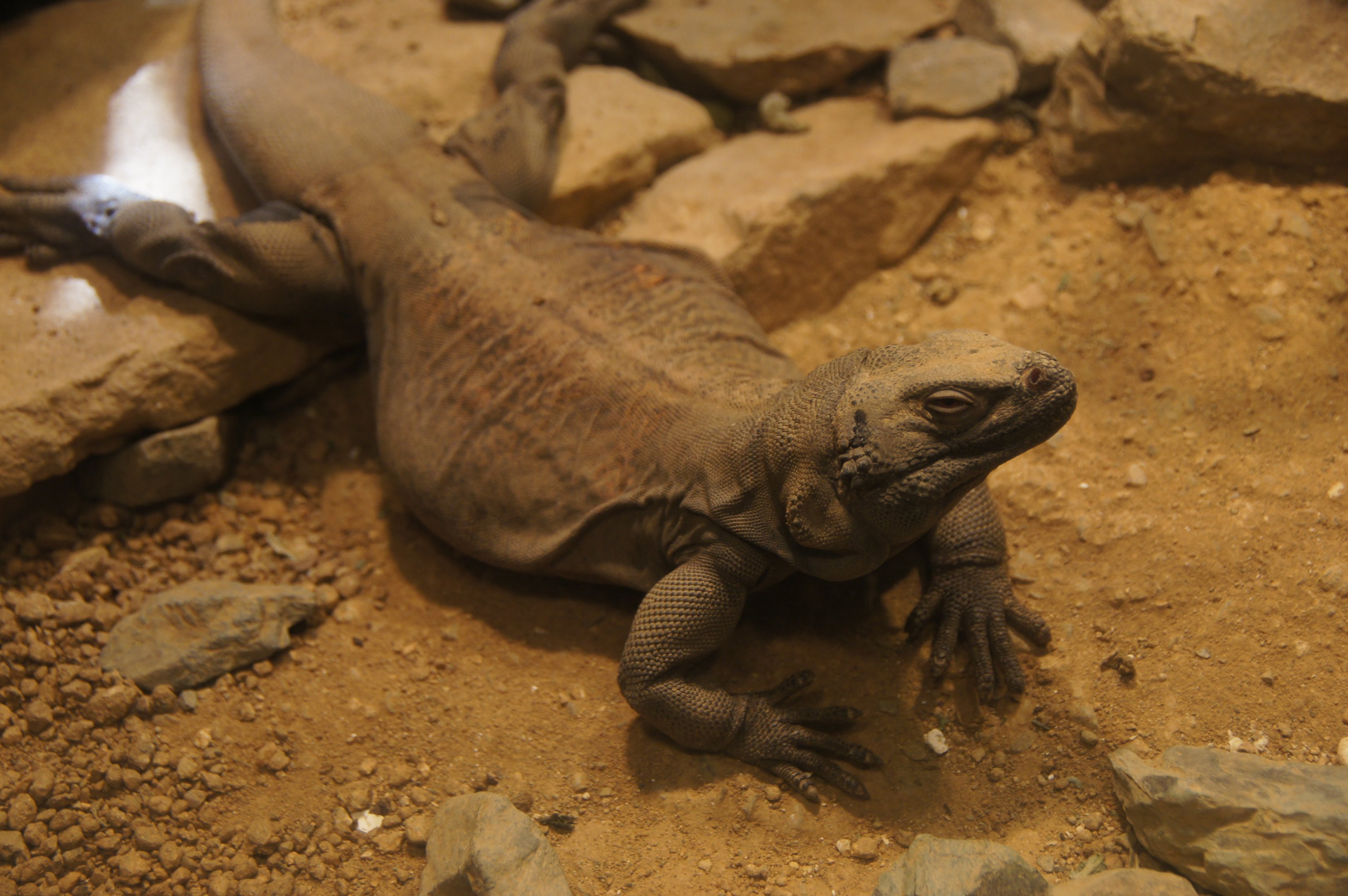 Common Chuckwalla