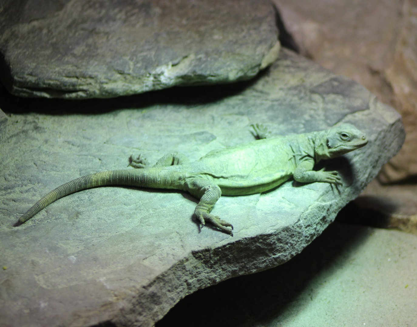 Common chuckwalla