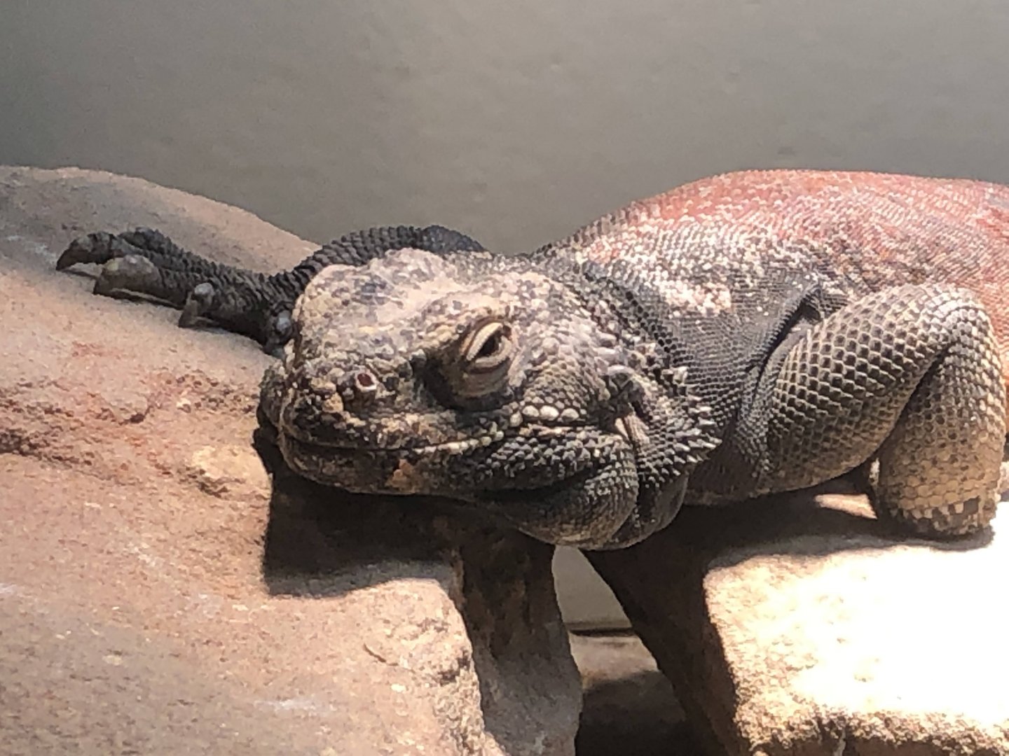 Common Chuckwalla