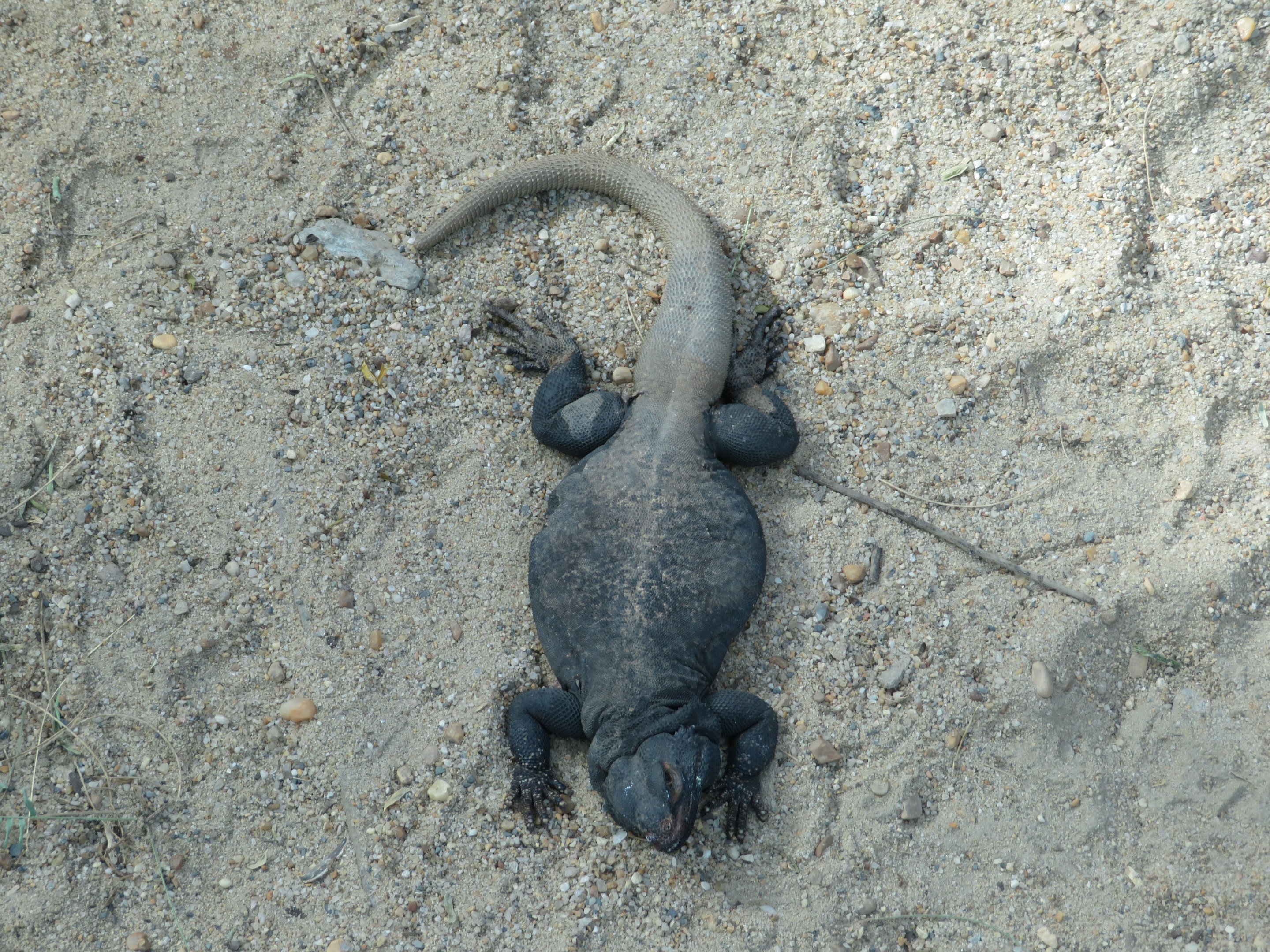 Common Chuckwalla