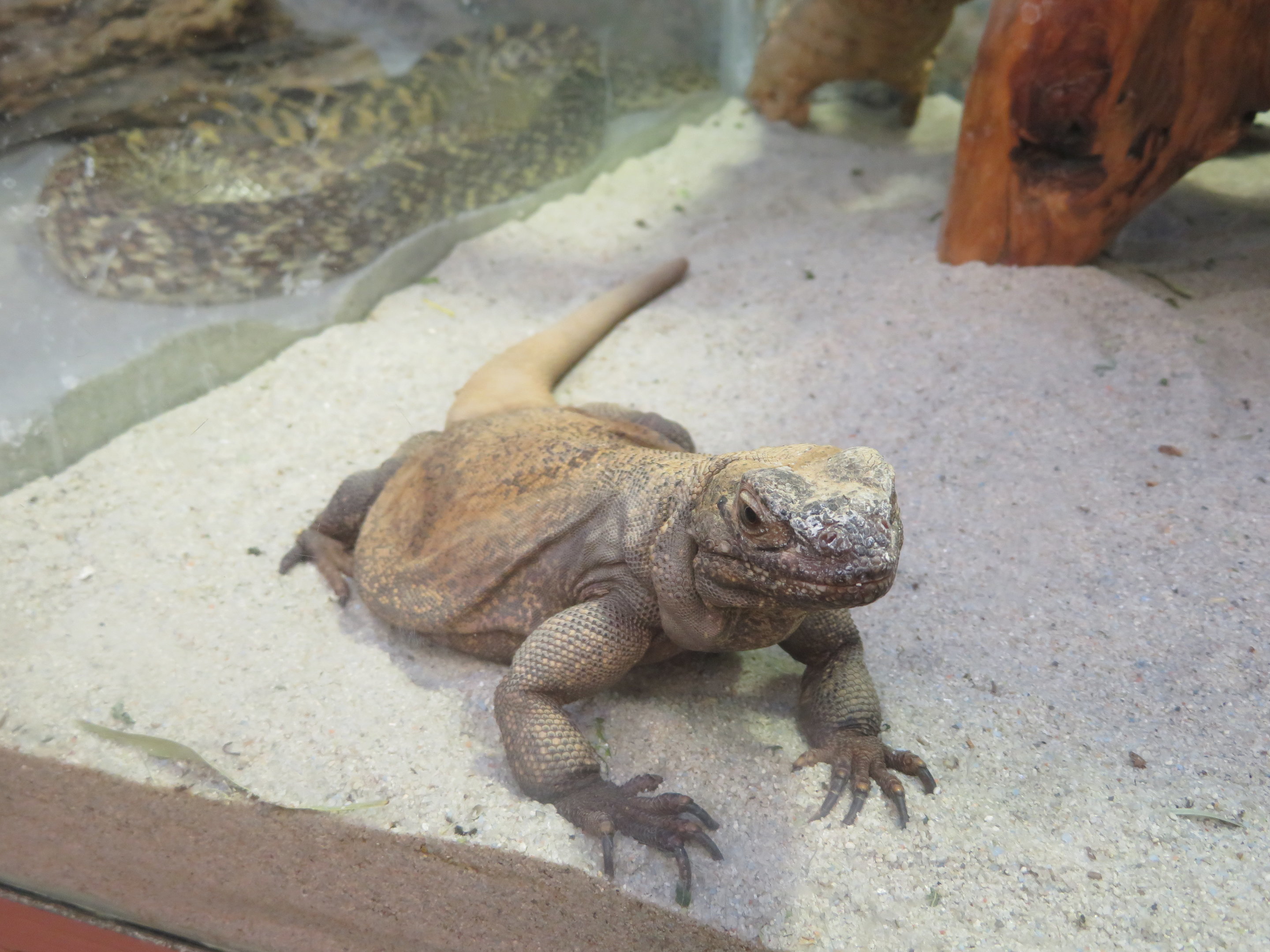 Common Chuckwalla