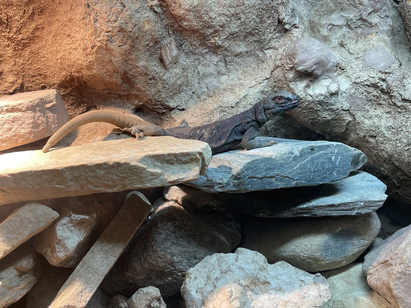 Common Chuckwalla