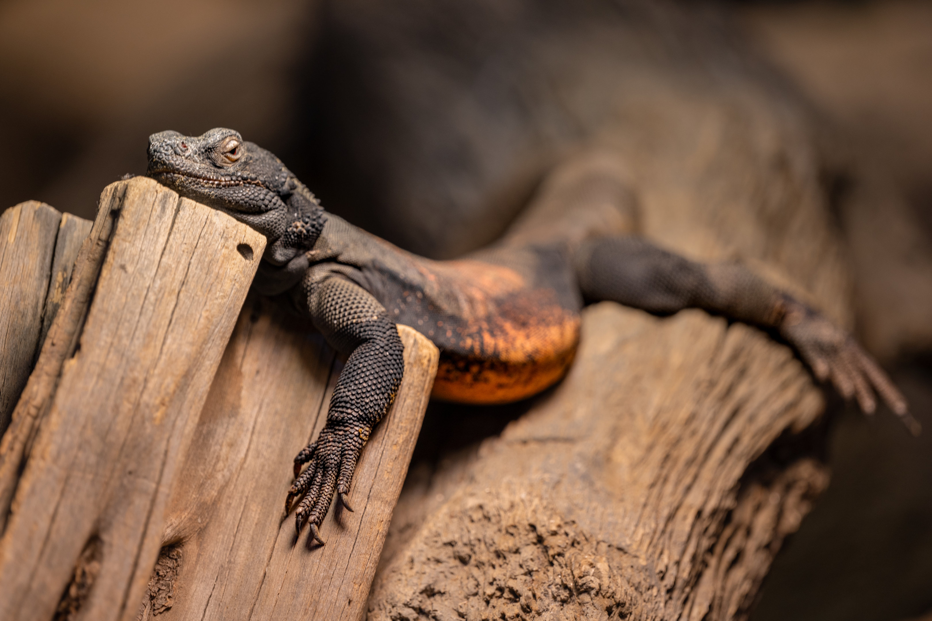 Common Chuckwalla