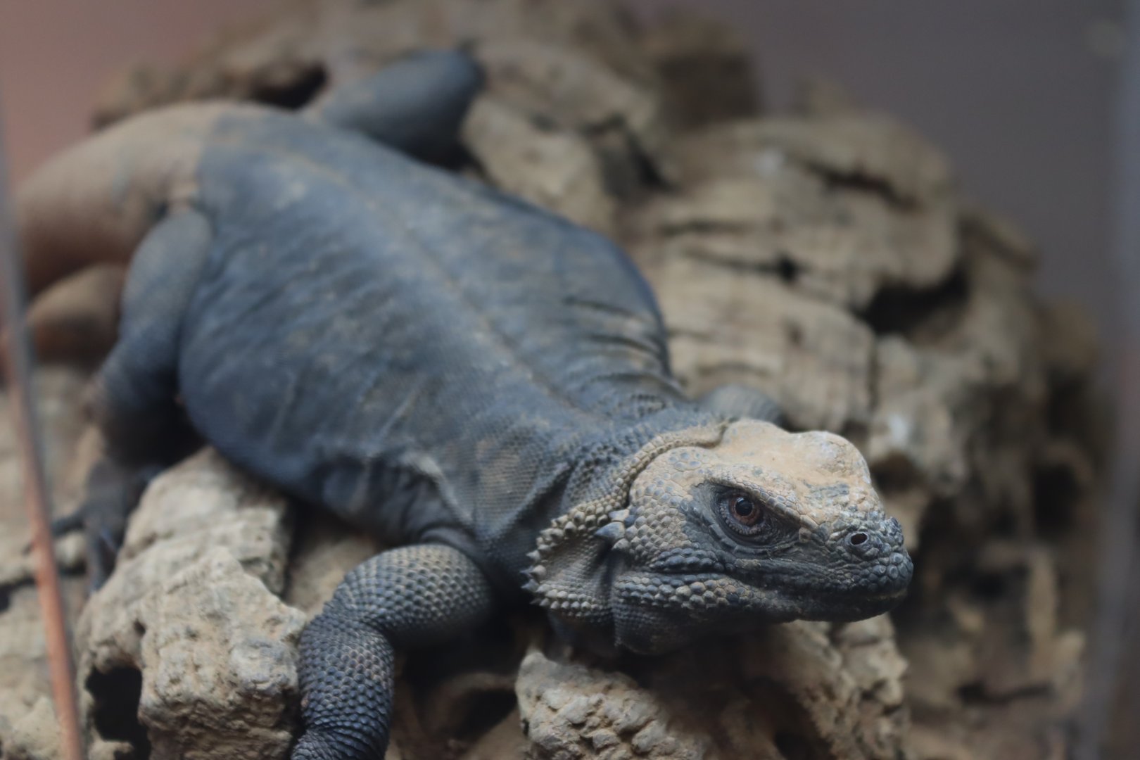 Common Chuckwalla