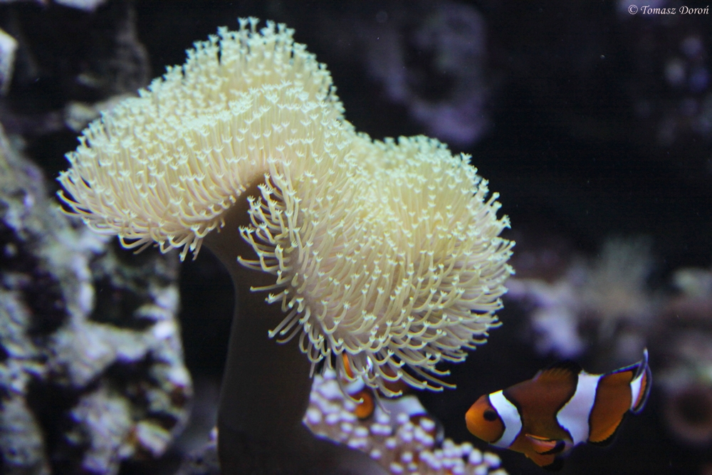 Common Clown (Amphiprion ocellaris)