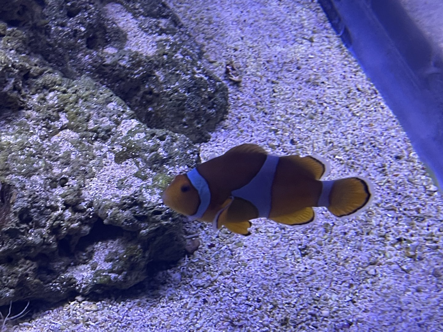 common clownfish (amphiprion ocellaris) (1)