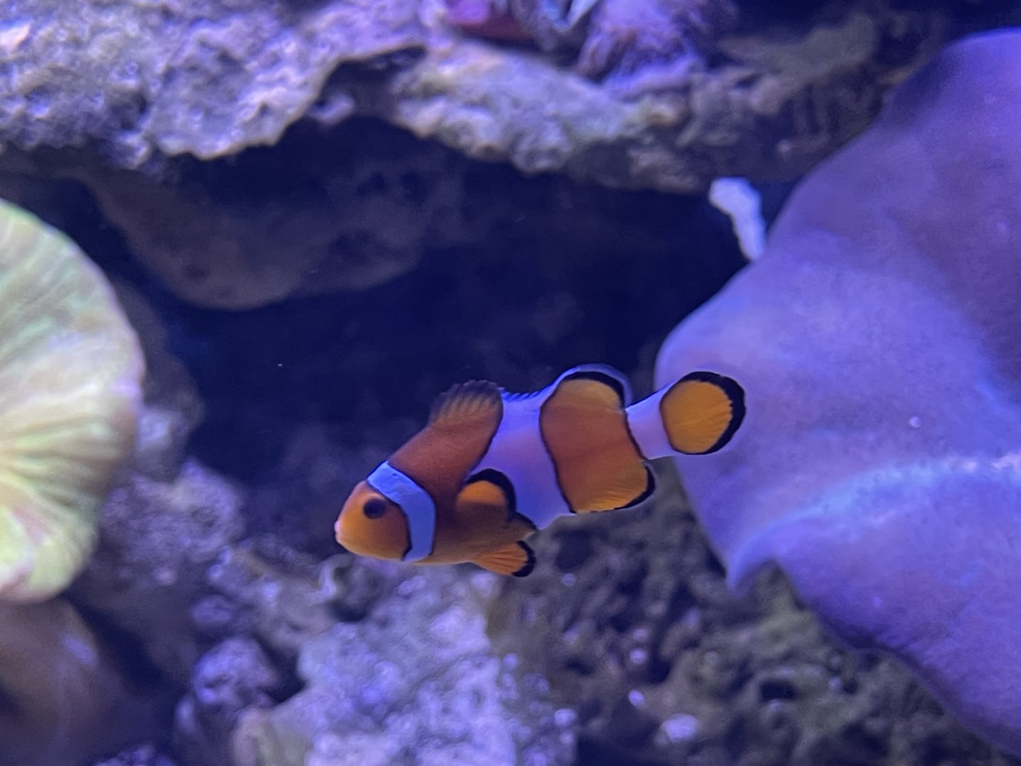 common clownfish (amphiprion ocellaris) (2)