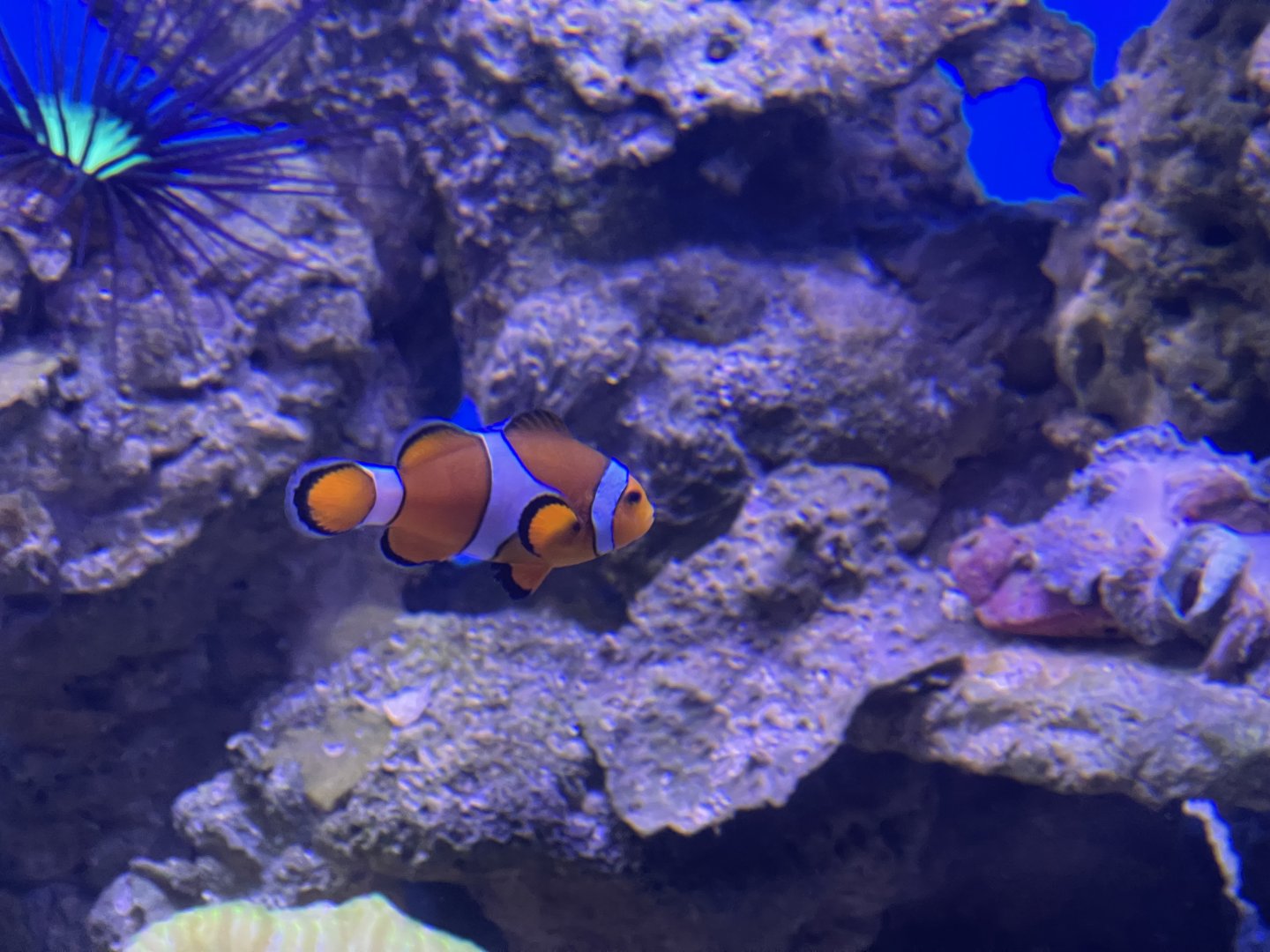 common clownfish (amphiprion ocellaris) (3)