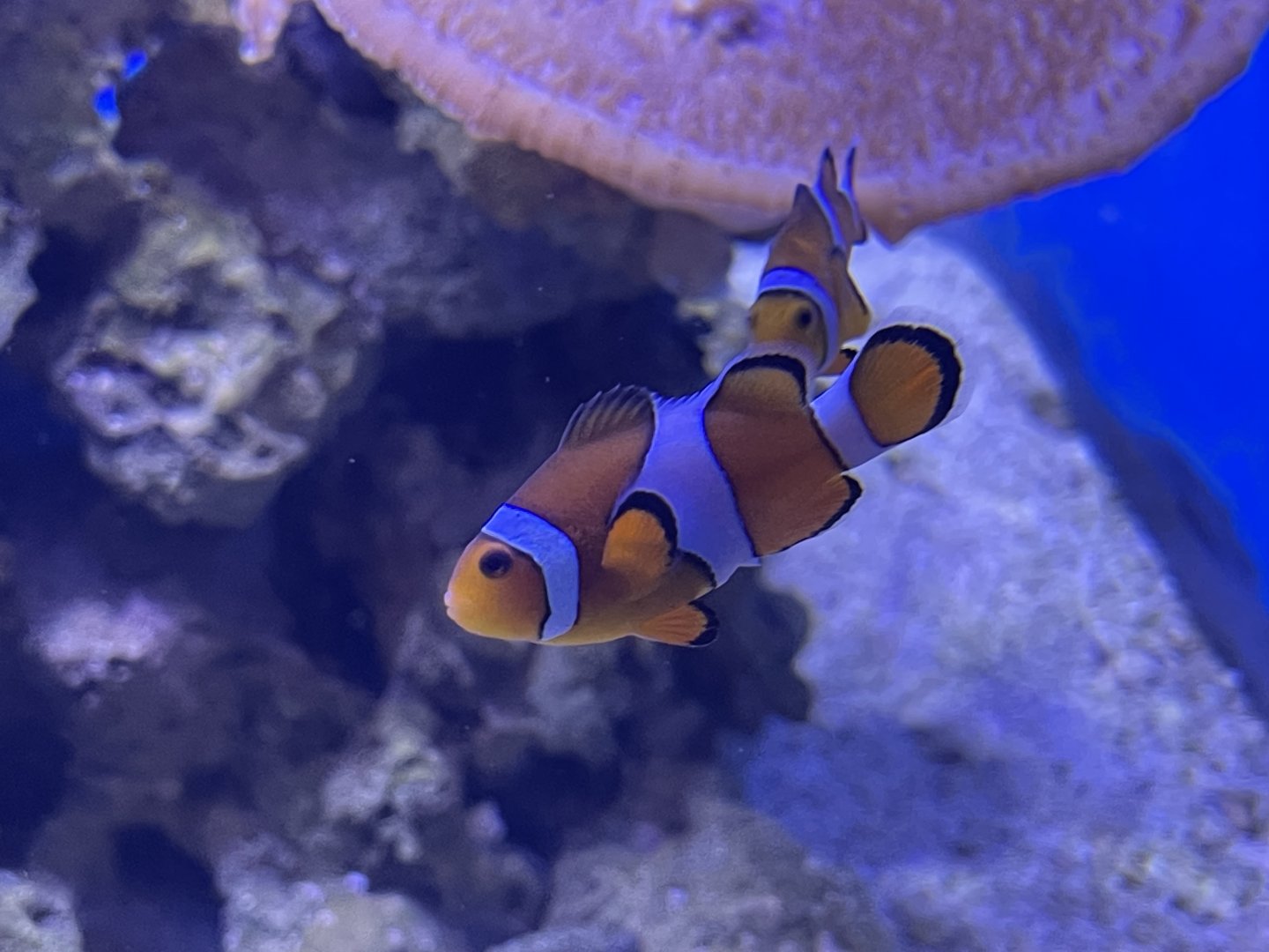 common clownfish (amphiprion ocellaris) (4)