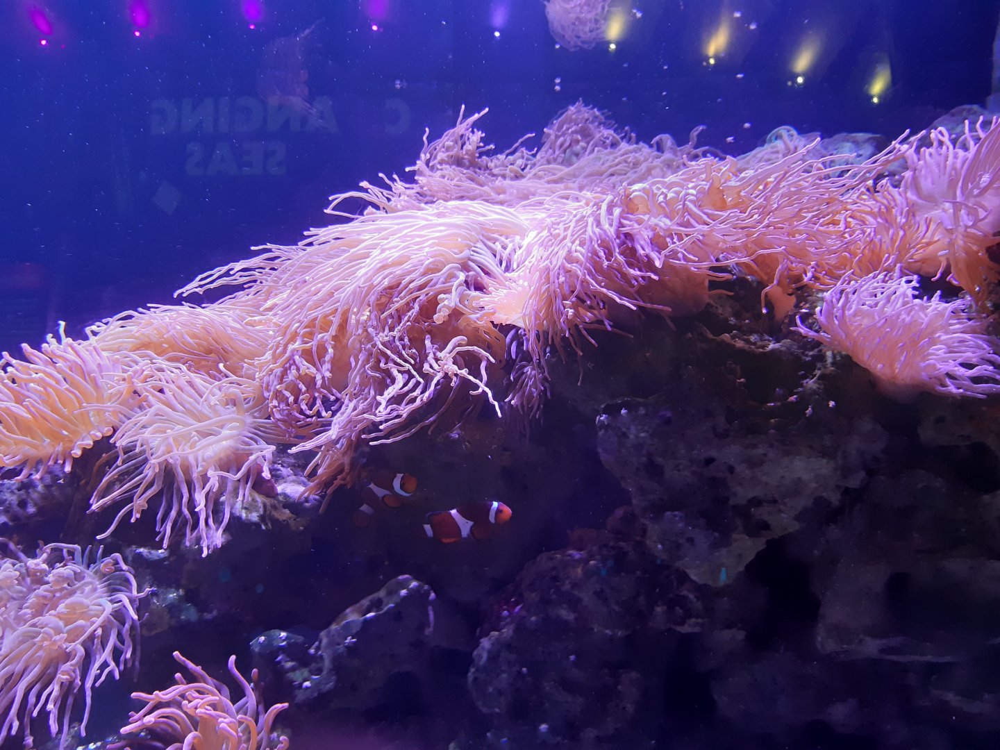 Common Clownfish (Amphiprion ocellaris)