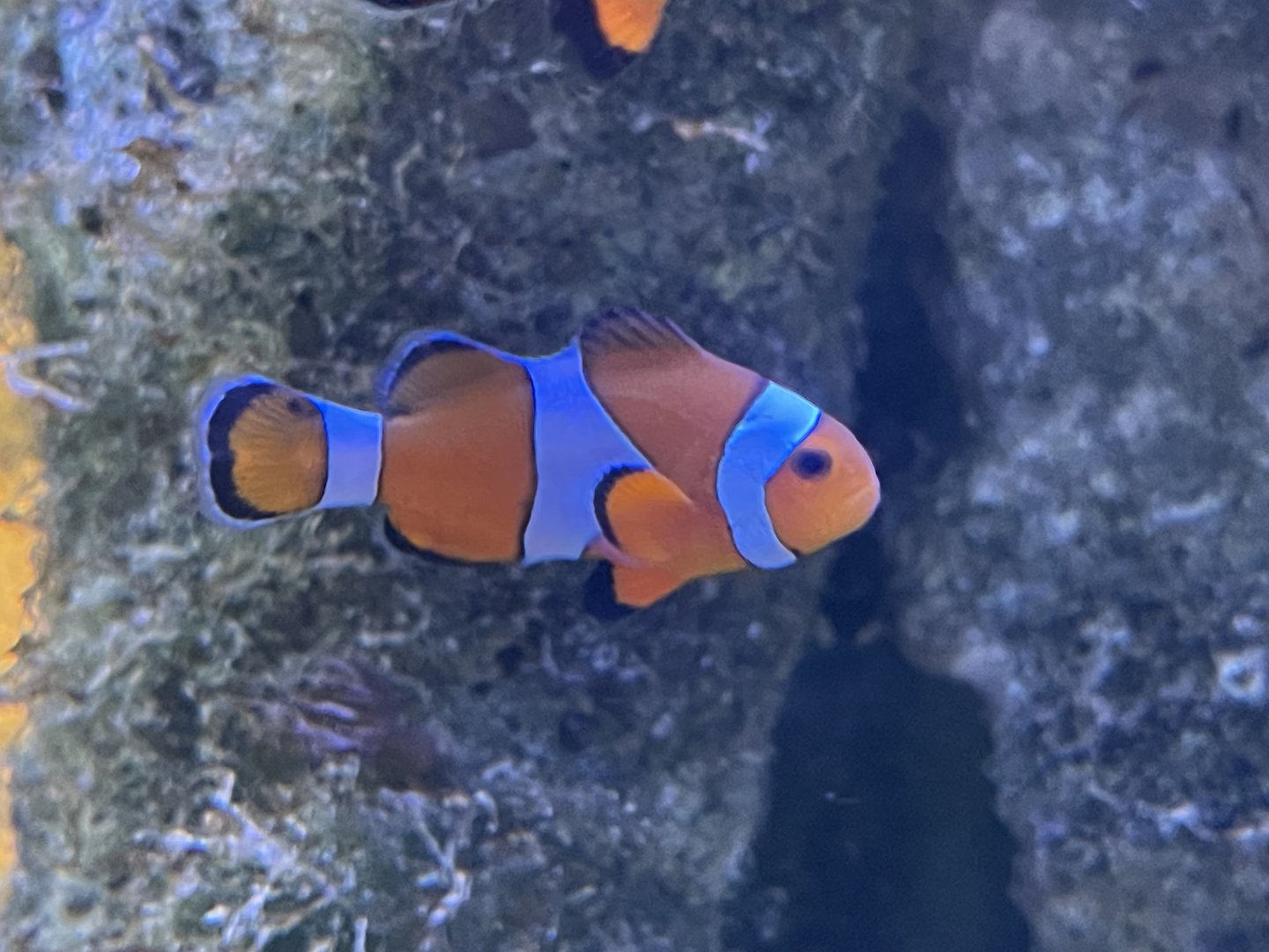 common clownfish (amphiprion ocellaris)