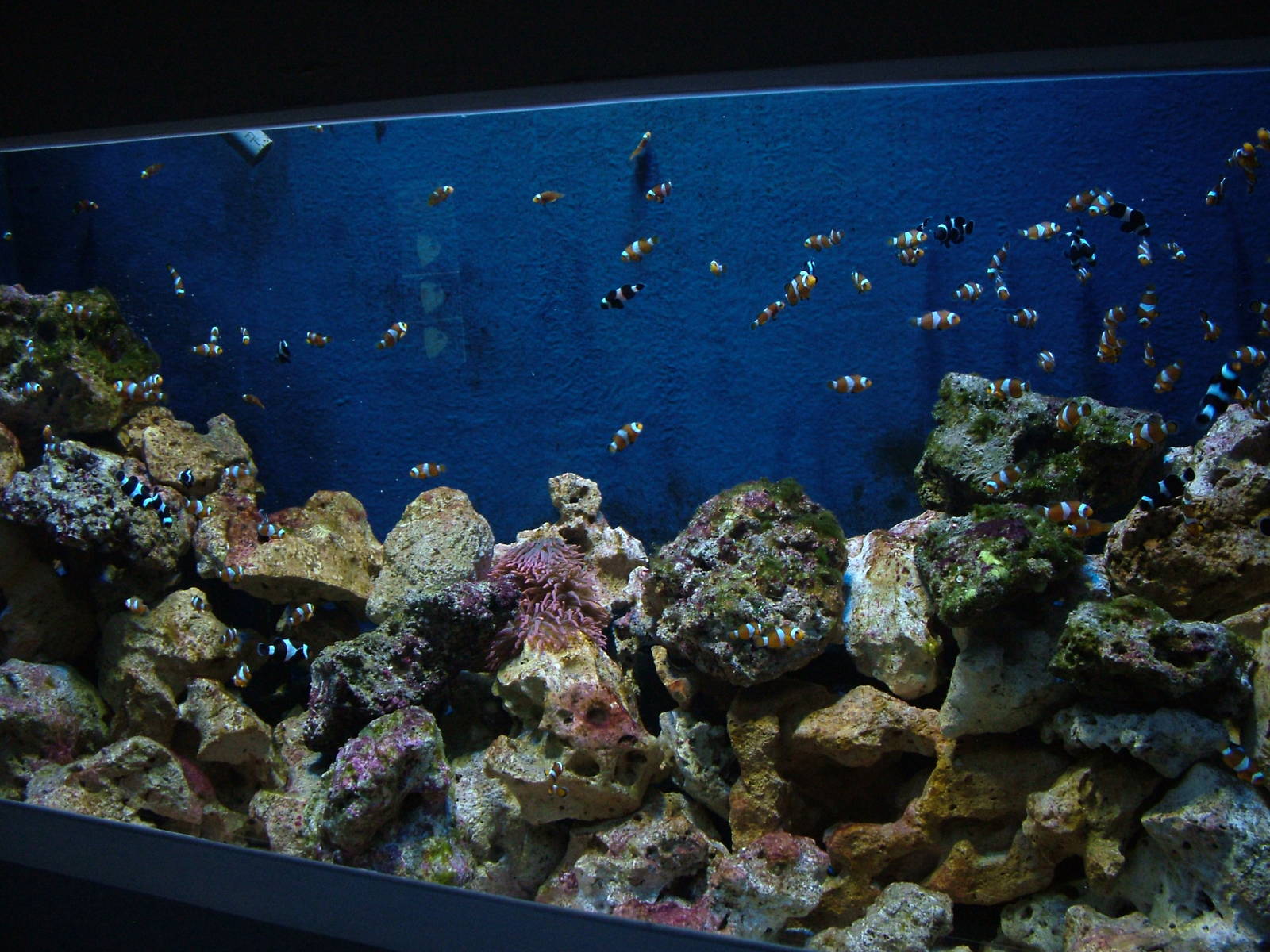 Common Clownfish at Blue Reef Bristol 19/12/09