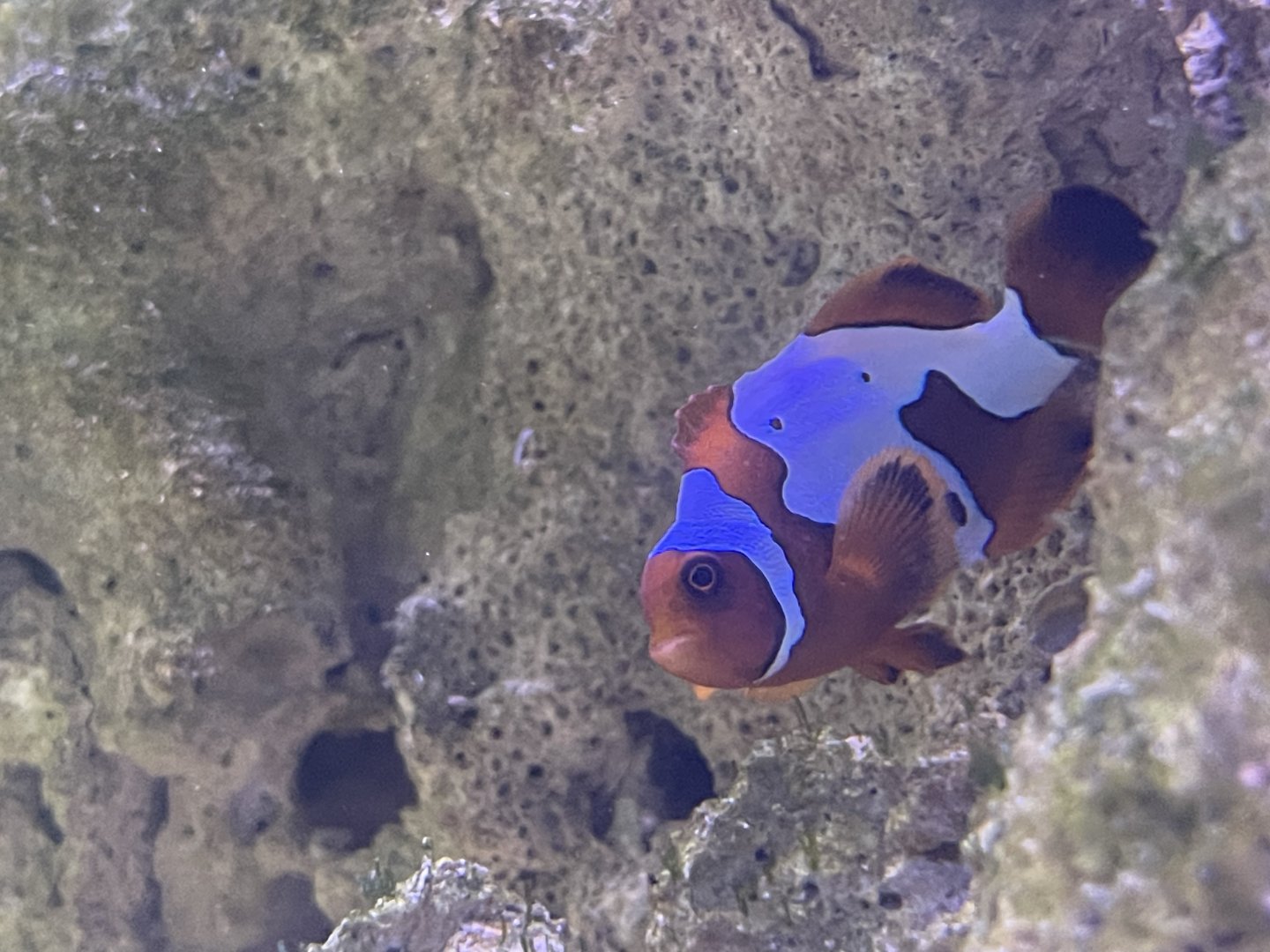 common clownfish (blacker ice morph) (amphiprion ocellaris)