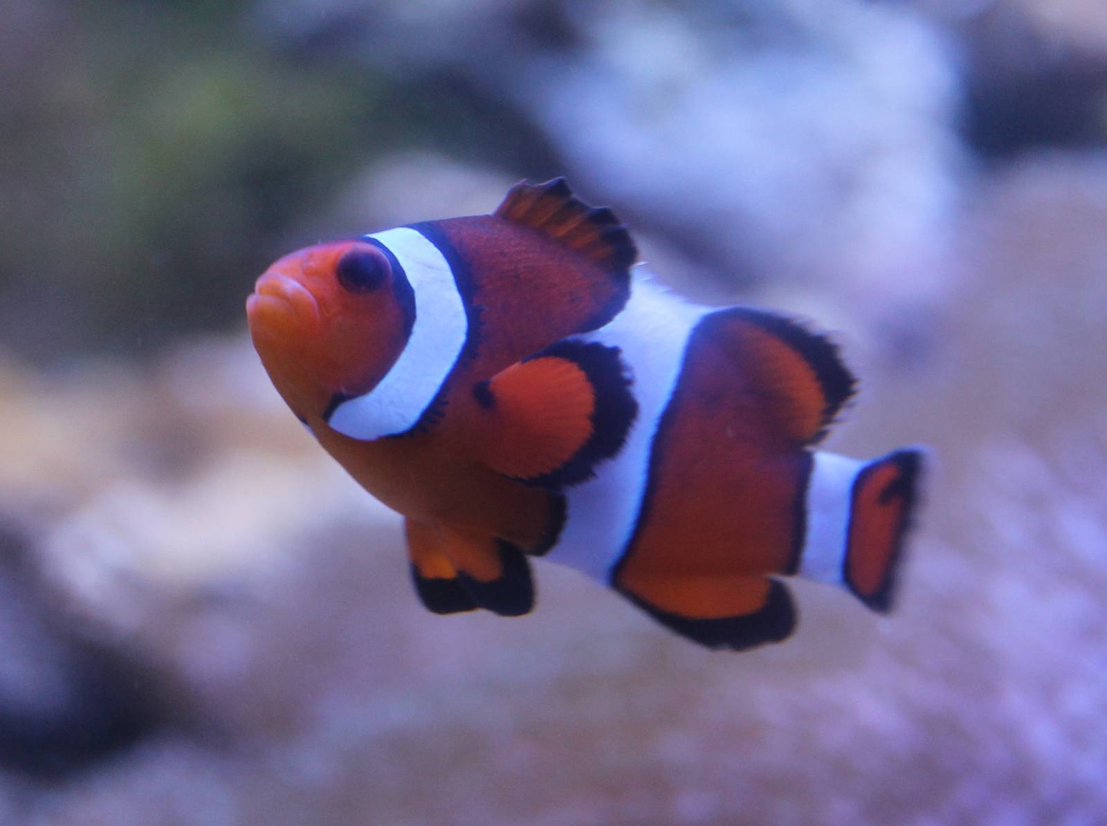 Common clownfish