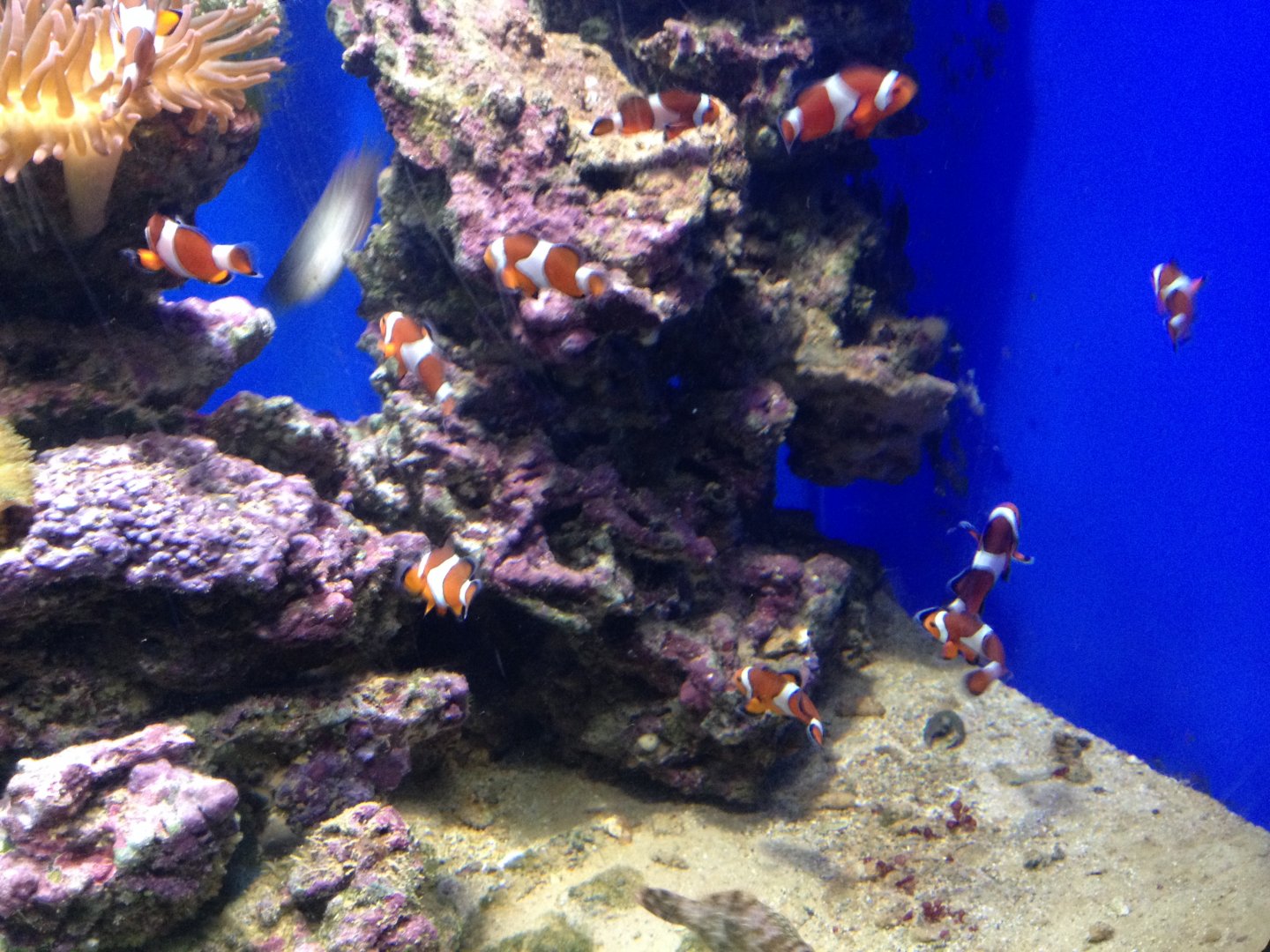 Common clownfish