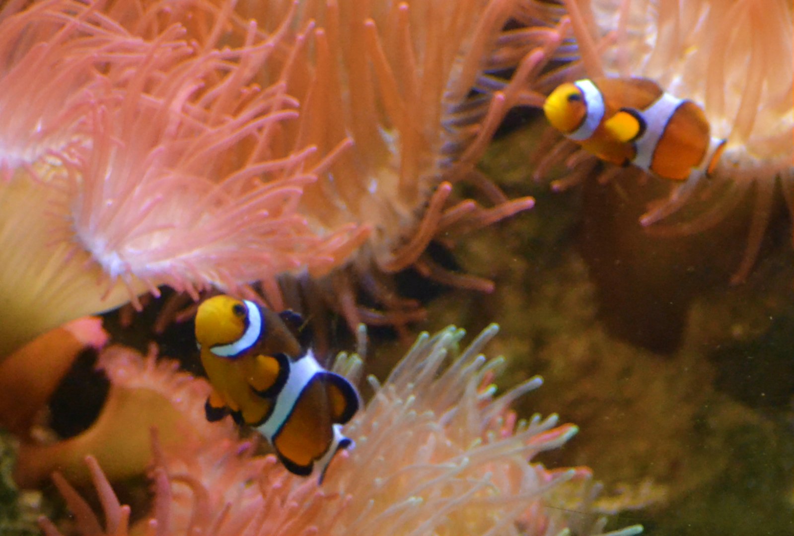 Common Clownfish