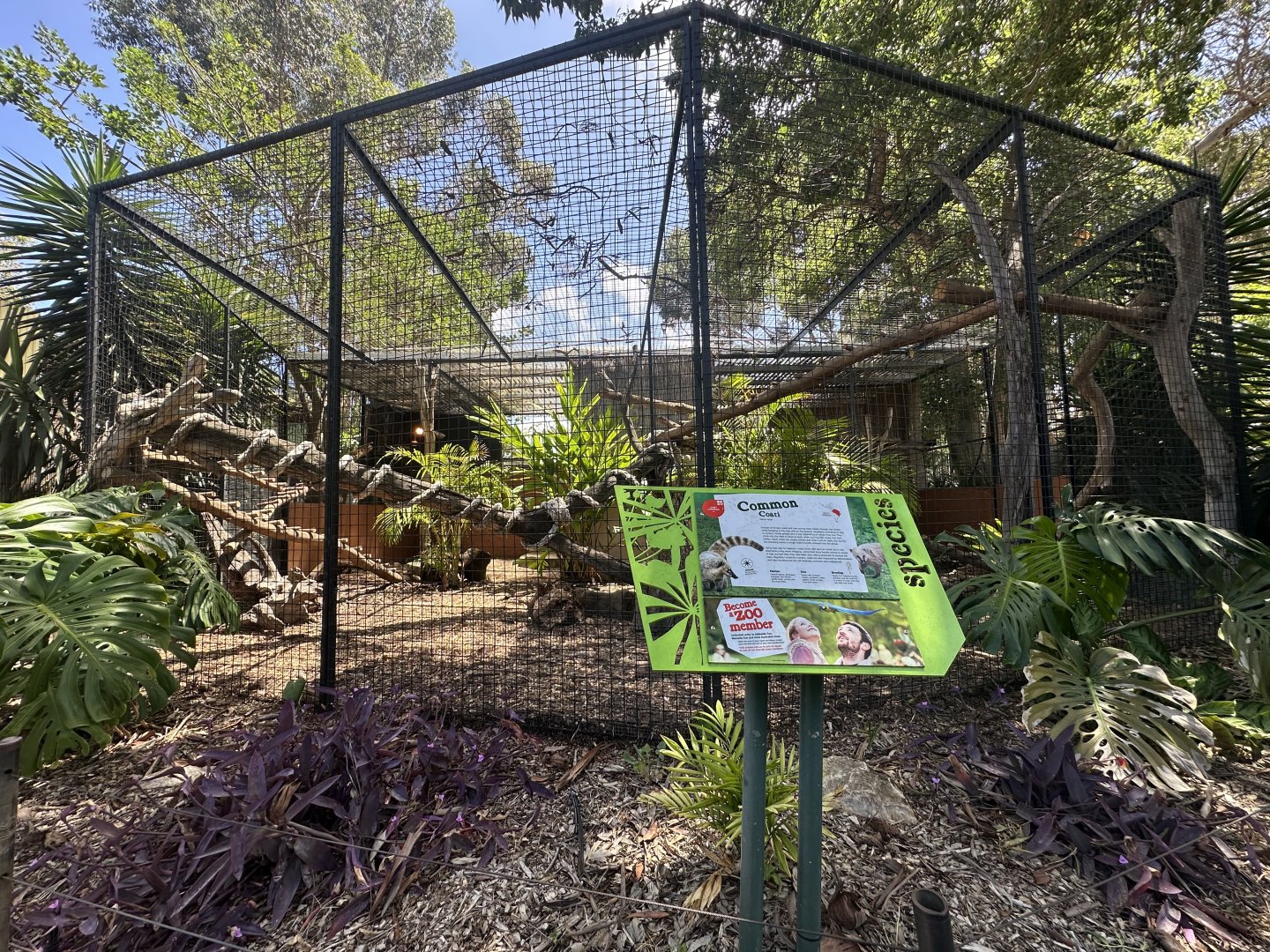 Common Coati exhibit