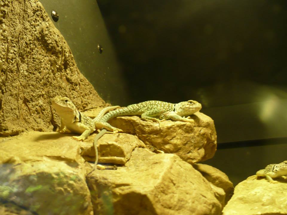 Common collared lizard