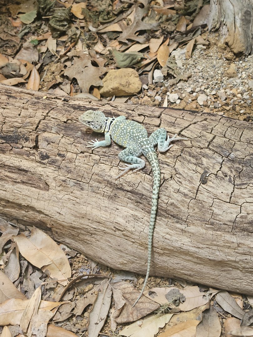 Common Collared Lizard