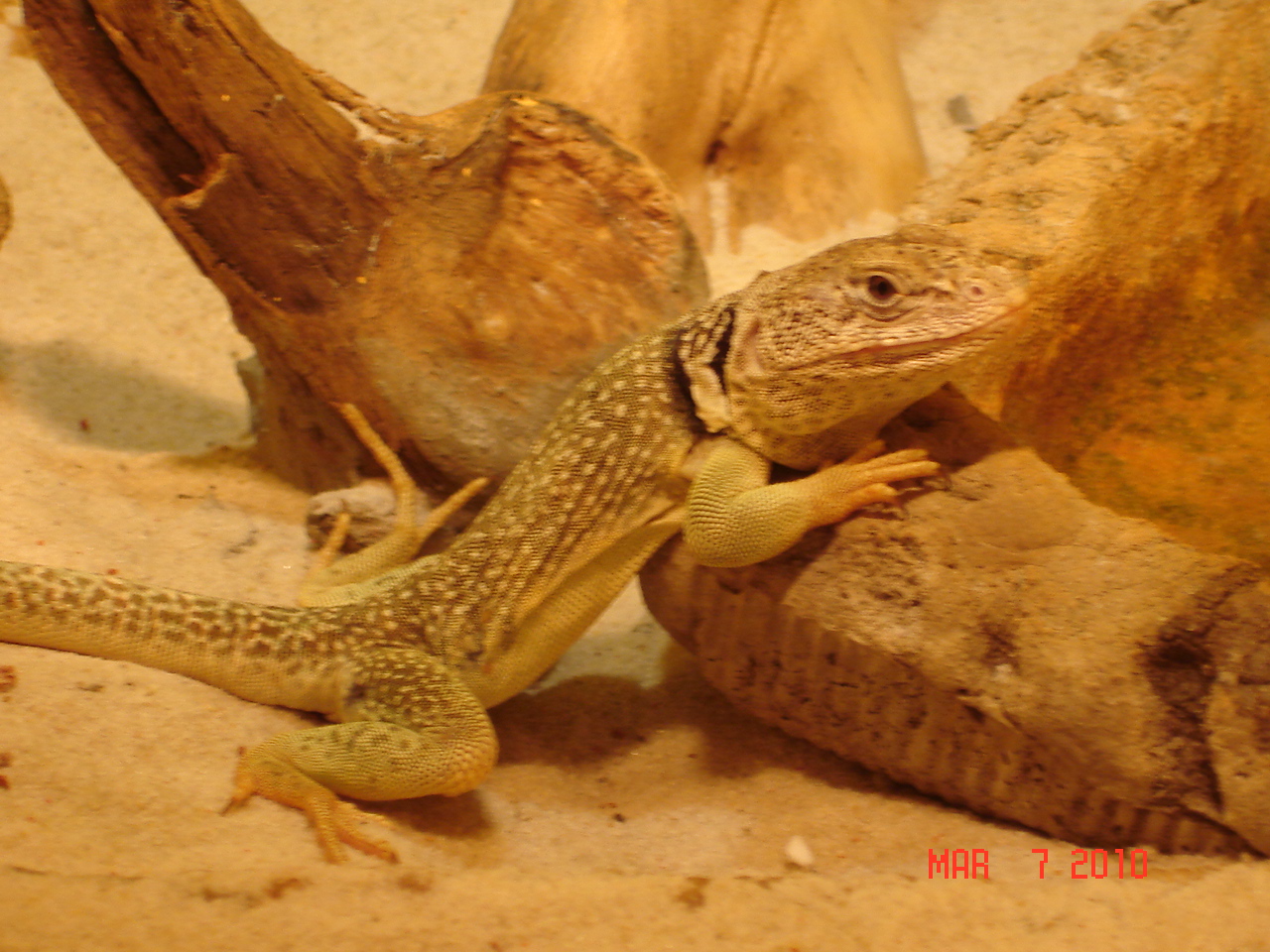 Common collared lizard
