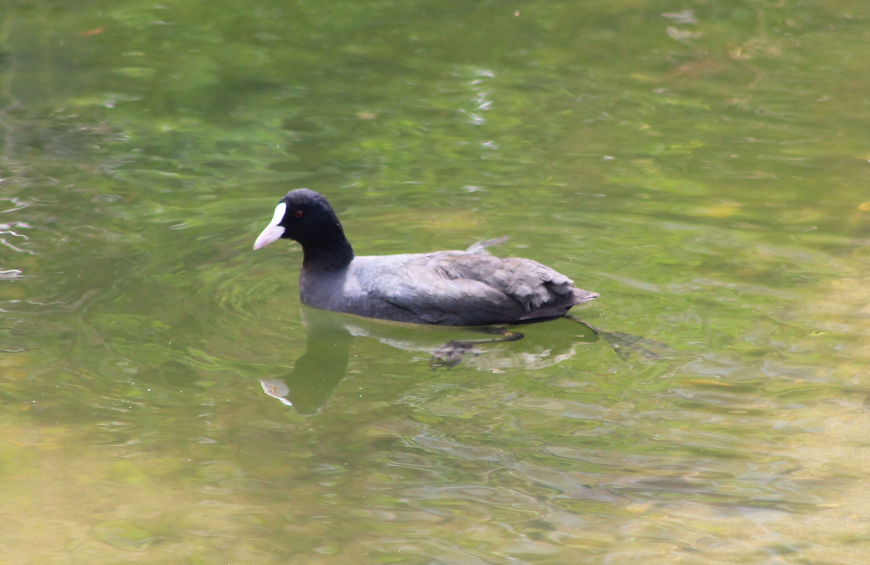 Common Coot (Fulica atra)